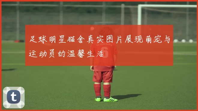 足球明星猫舍真实图片展现萌宠与运动员的温馨生活