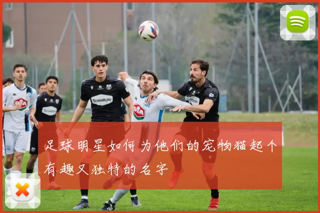 足球明星如何为他们的宠物猫起个有趣又独特的名字